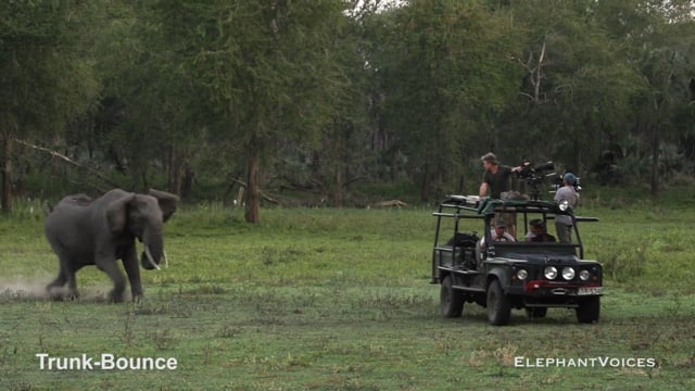 Trunk-Bounce. Context: Attacking & Mobbing (1)