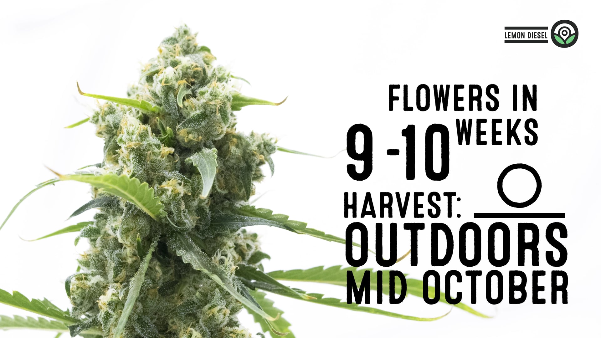 Lemon Diesel Feminized Cannabis Seeds