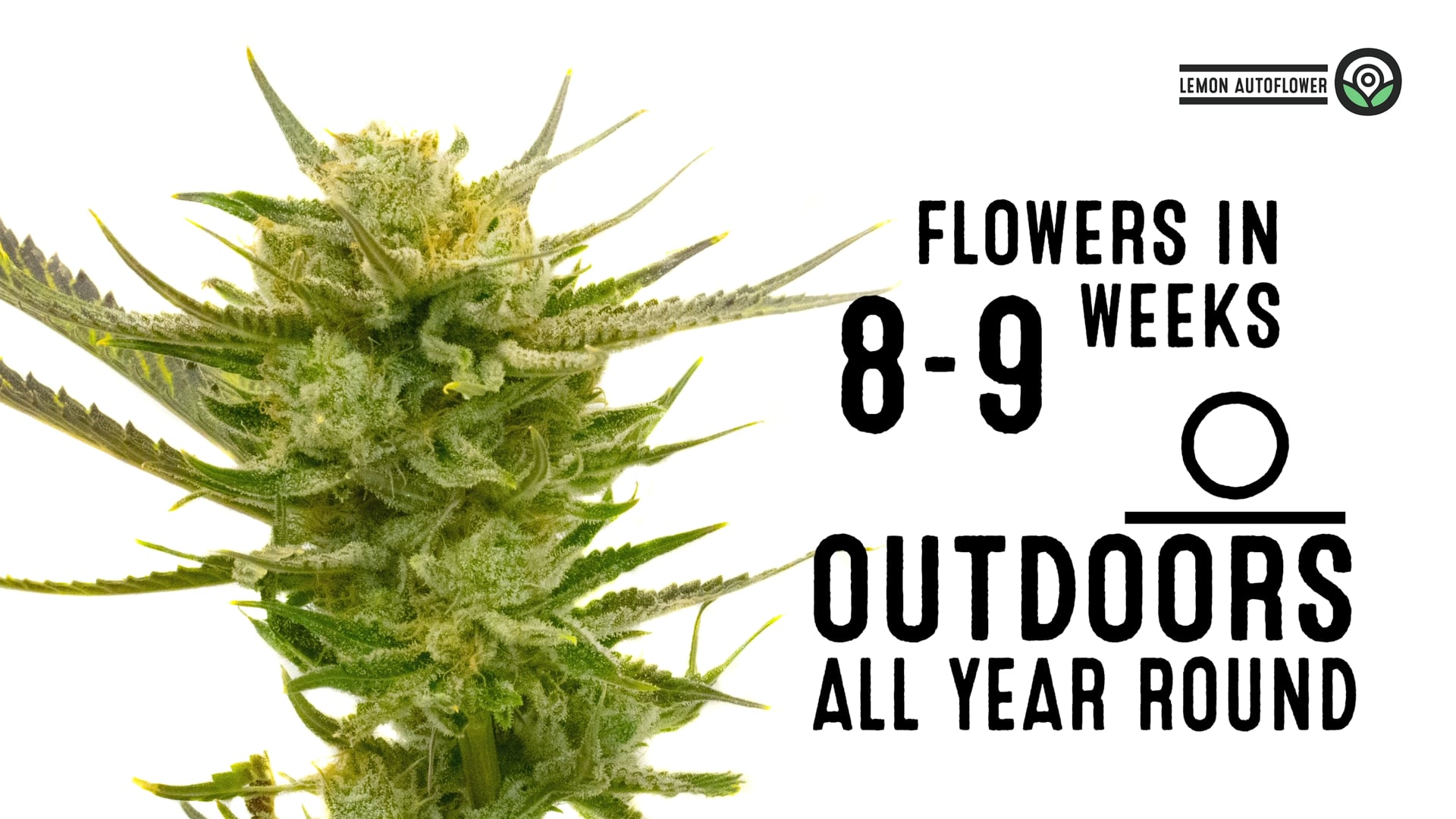 Lemon Autoflower Cannabis Seeds