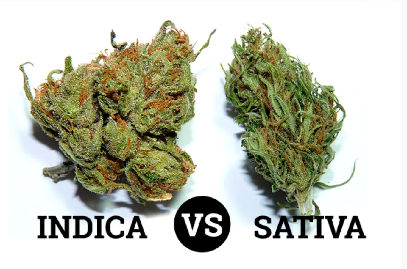 What Does Indica and Sativa Mean? on Vimeo