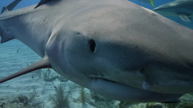 Bahamas Shark Diving by Shark Explorers