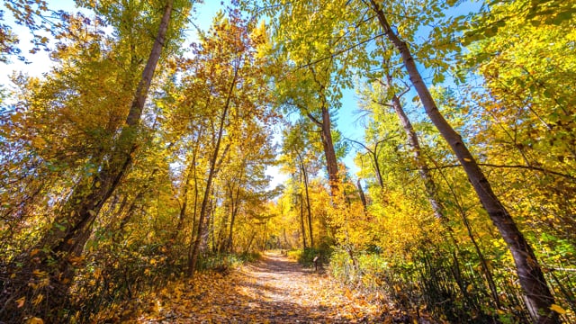 Autumn Walk Trail 2