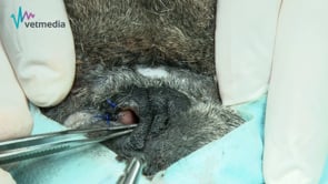 Rinoplastia en cuña para el tratamiento de estenosis de ollares en razas braquicéfalas