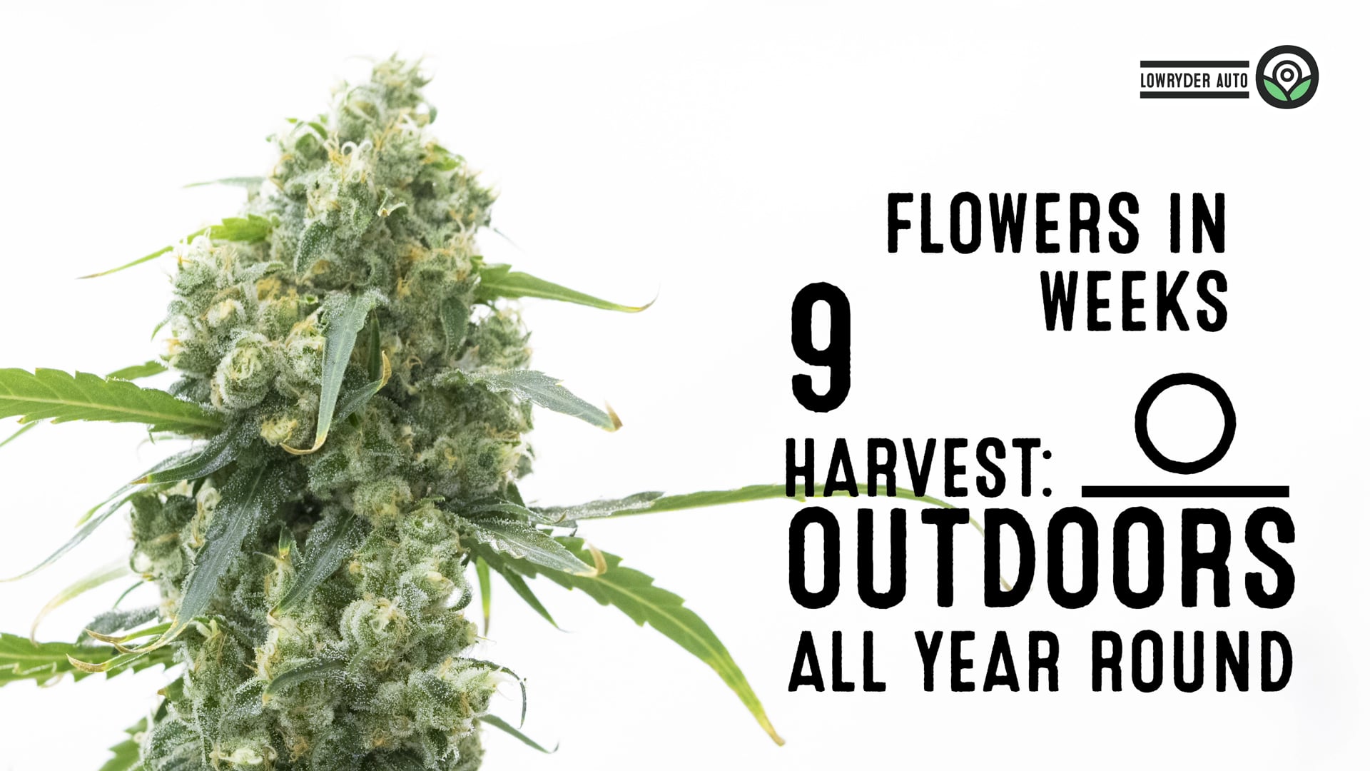 Lowryder Autoflower Cannabis Seeds