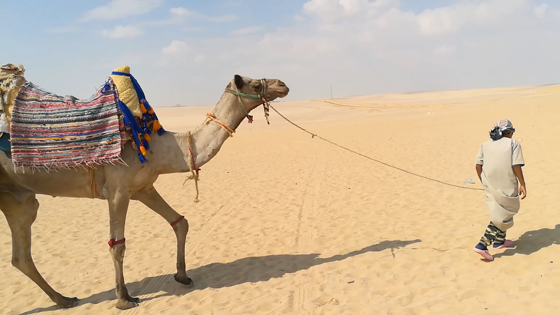 Little Boy Pull African Camel In Wadi El Rayan