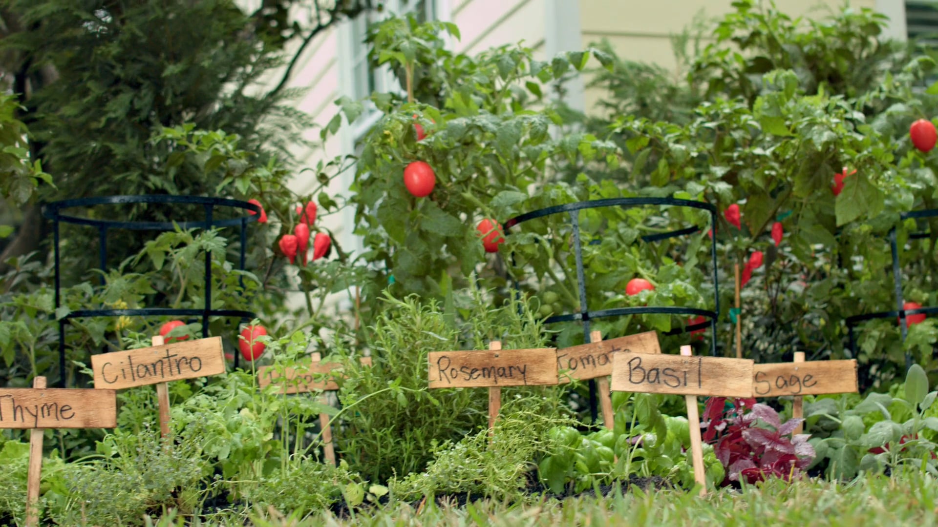 Home Depot - Salsa Queen