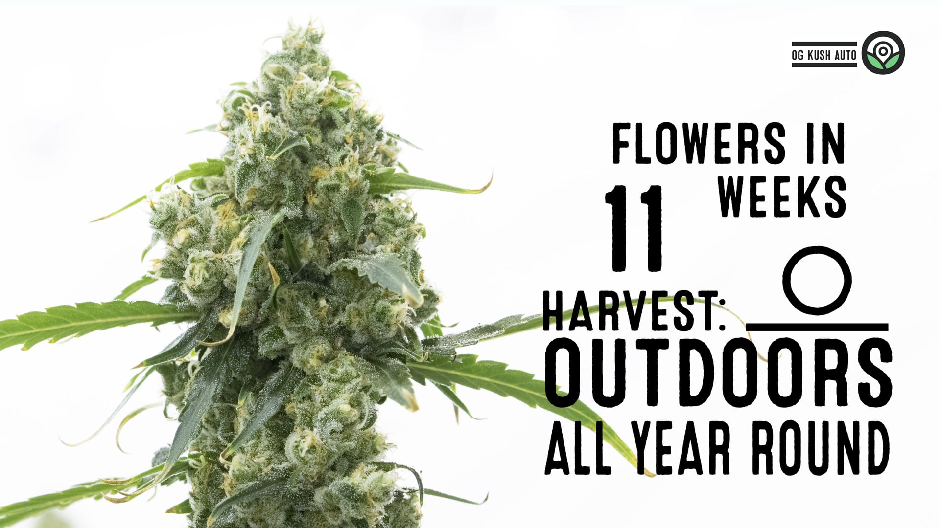 OG Kush Autoflower Cannabis Seeds 