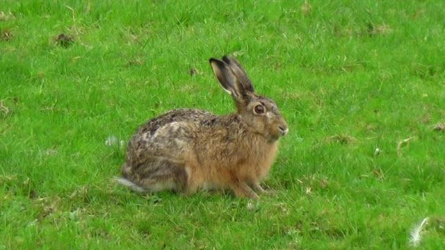 20+ Free Hare & Rabbit Videos, HD & 4K Clips - Pixabay