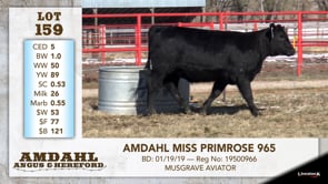 Lot #159 - AMDAHL MISS PRIMROSE 965