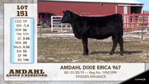 Lot #151 - AMDAHL DIXIE ERICA 967