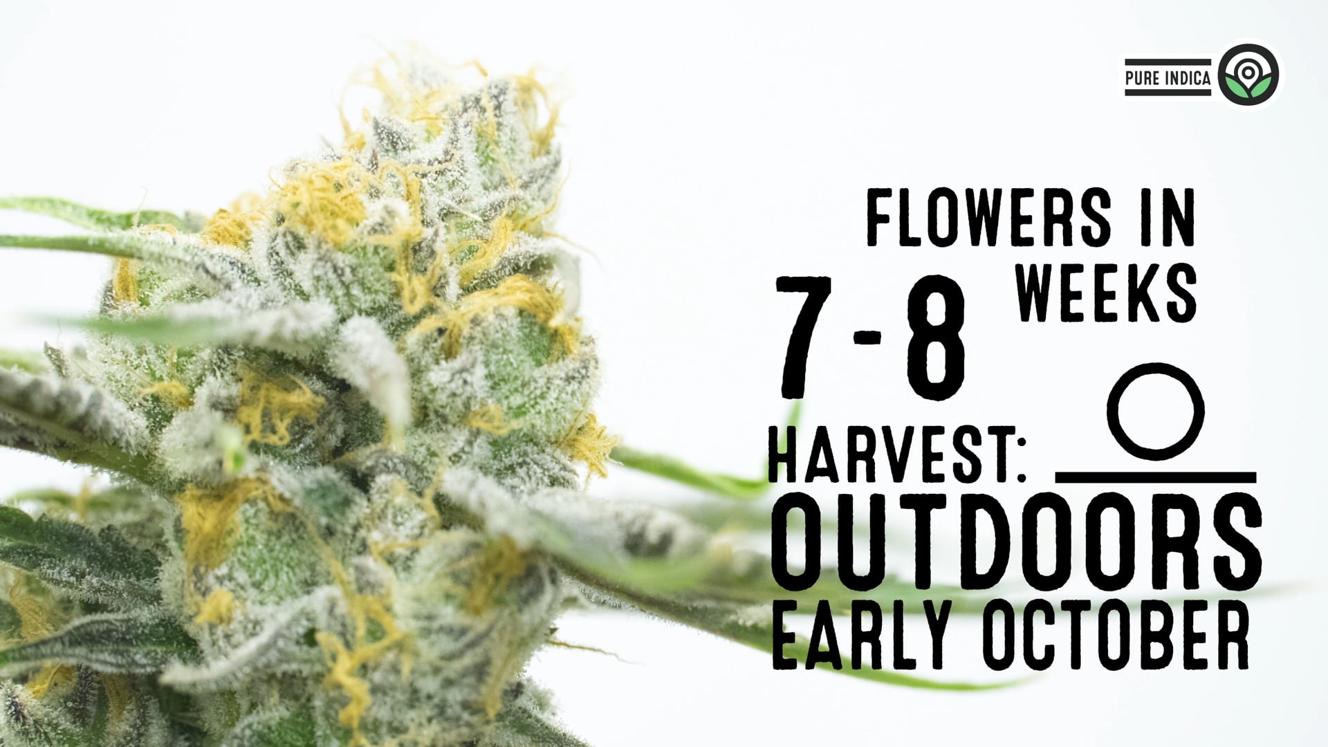 Pure Indica Feminized Cannabis Seeds