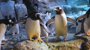Pittsburgh Zoo & PPG Aquarium - Customer Success Story