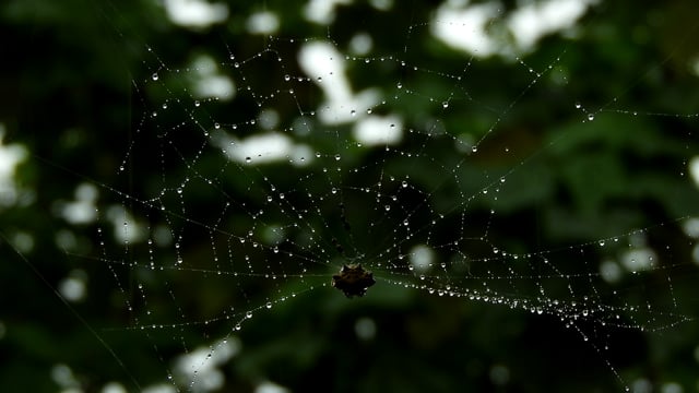600 無料雨 水動画 Hd 4kクリップ Pixabay