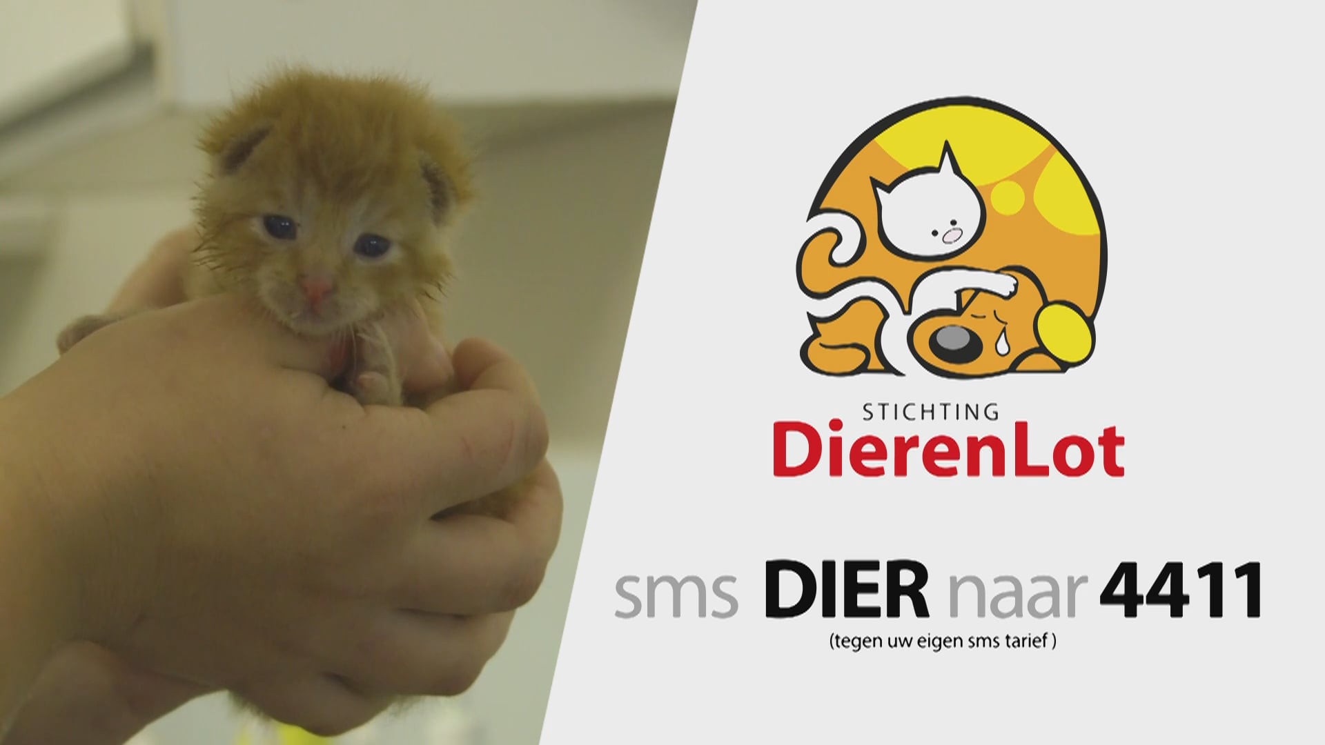 DRTV MASTER | DierenLot | Televisie | 120 sec | CTA: SMS 50 CENT | Alle Leeftijden | Hanneke Groenteman