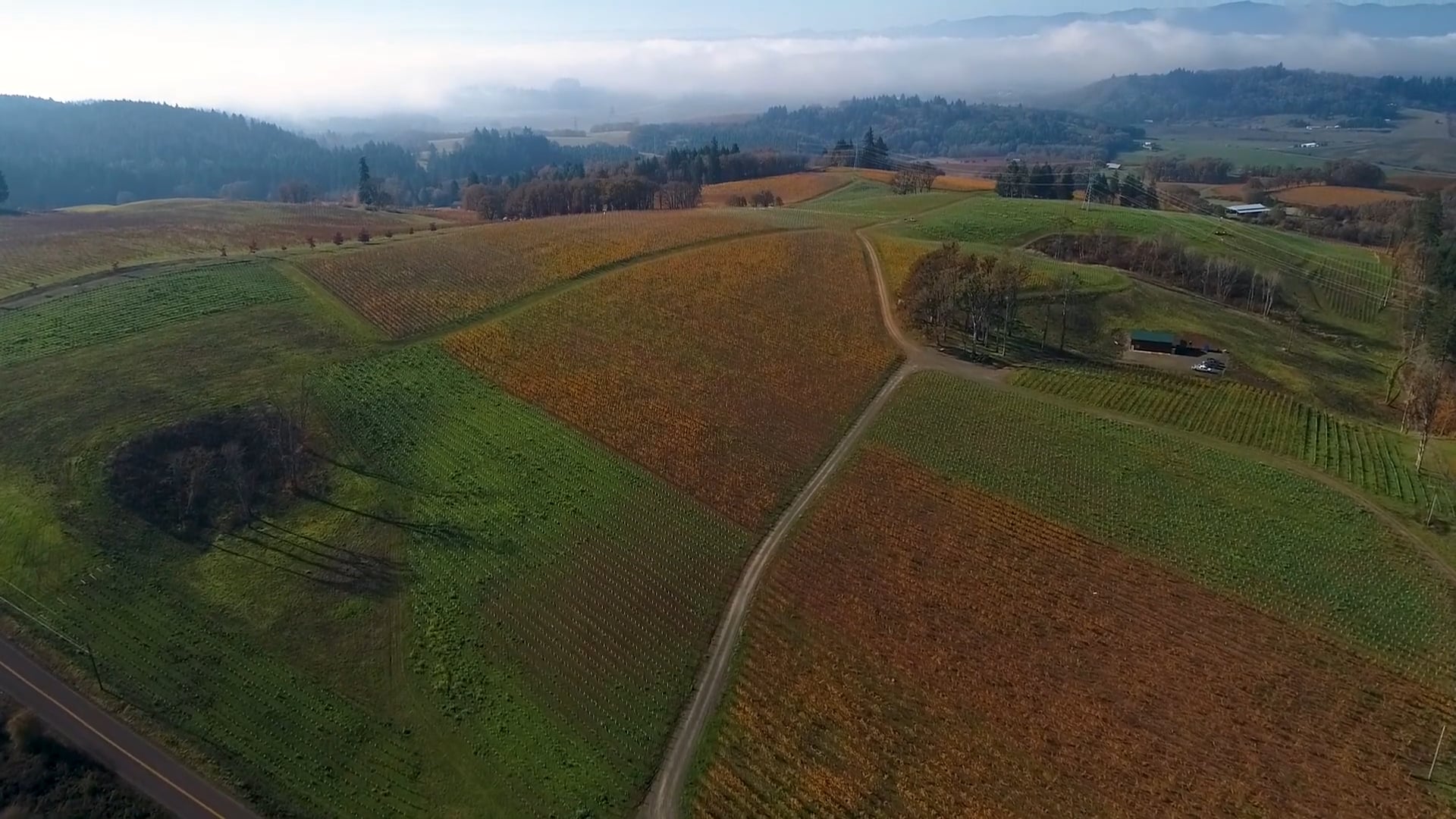 Thoma Vineyard by air
