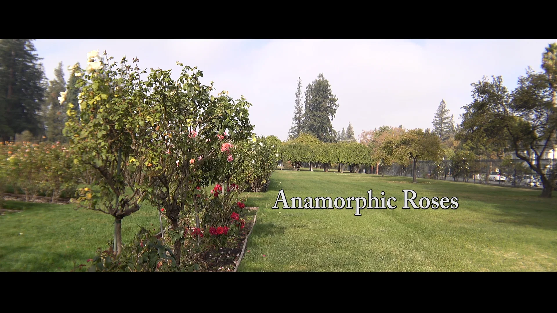 Anamorphic Roses on Vimeo