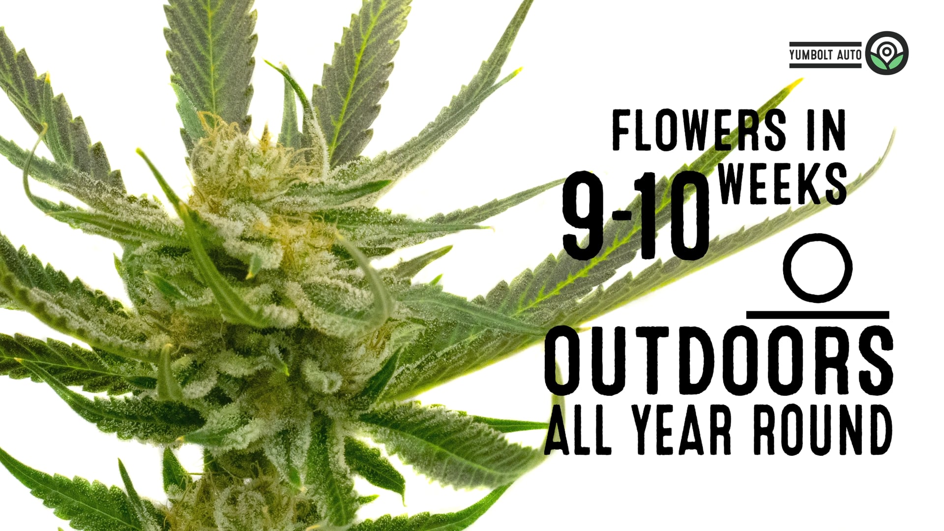 Yumbolt Autoflower Cannabis Seeds