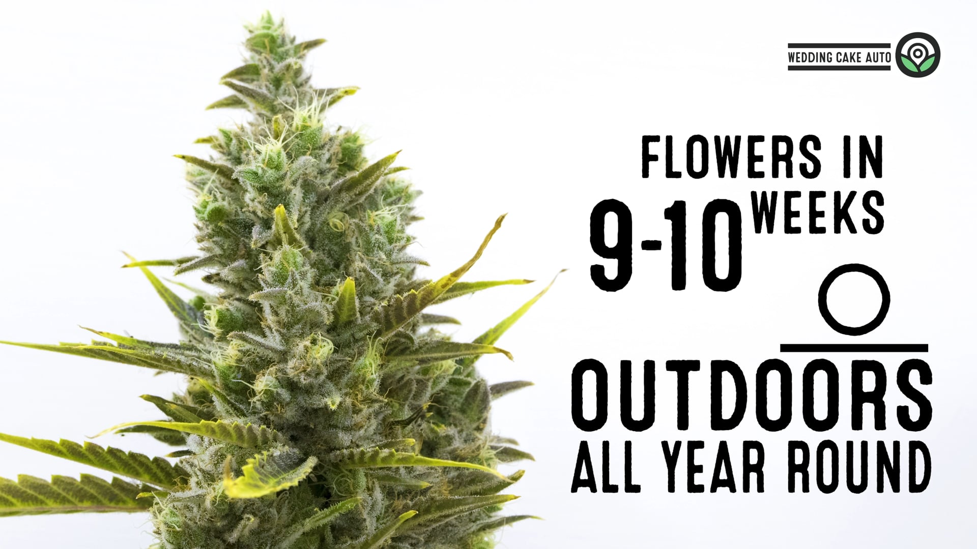 Wedding Cake Autoflower Cannabis Seeds