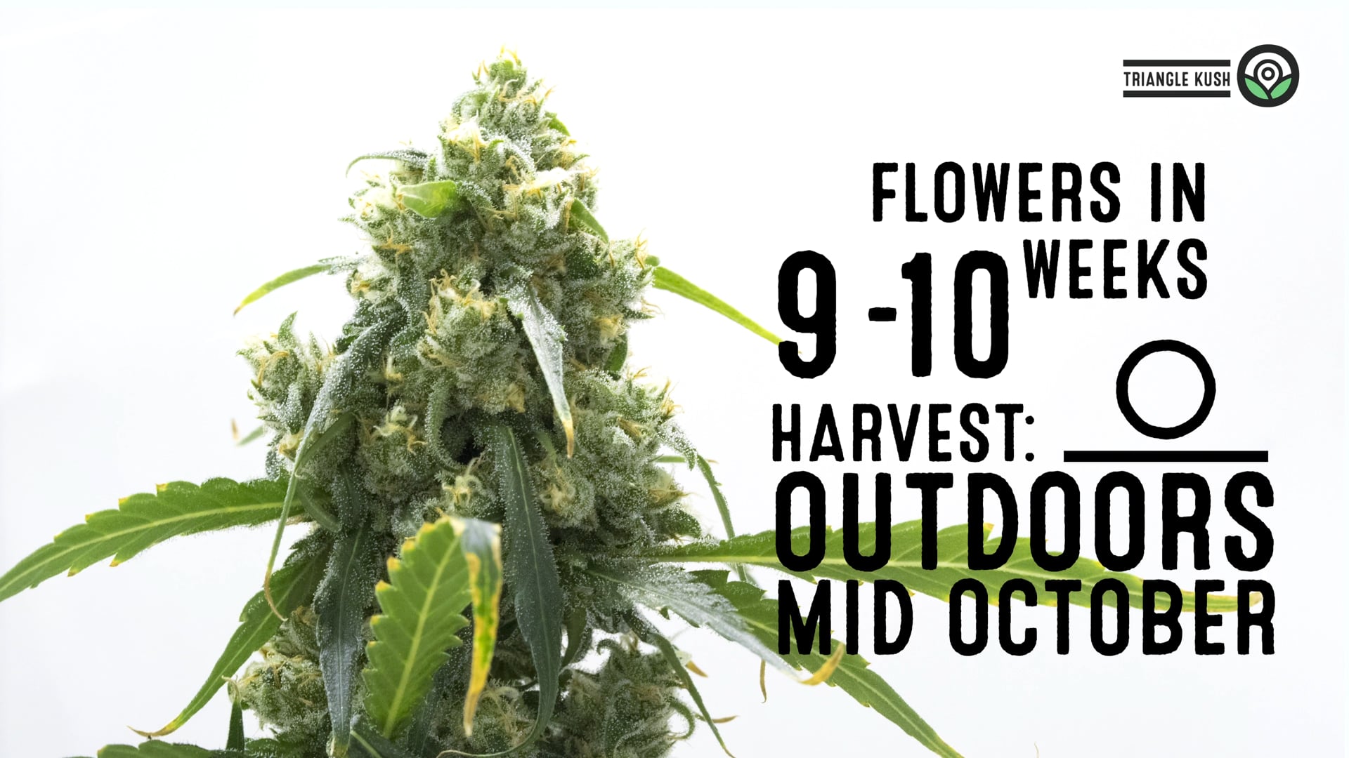 Triangle Kush Feminized Cannabis Seeds