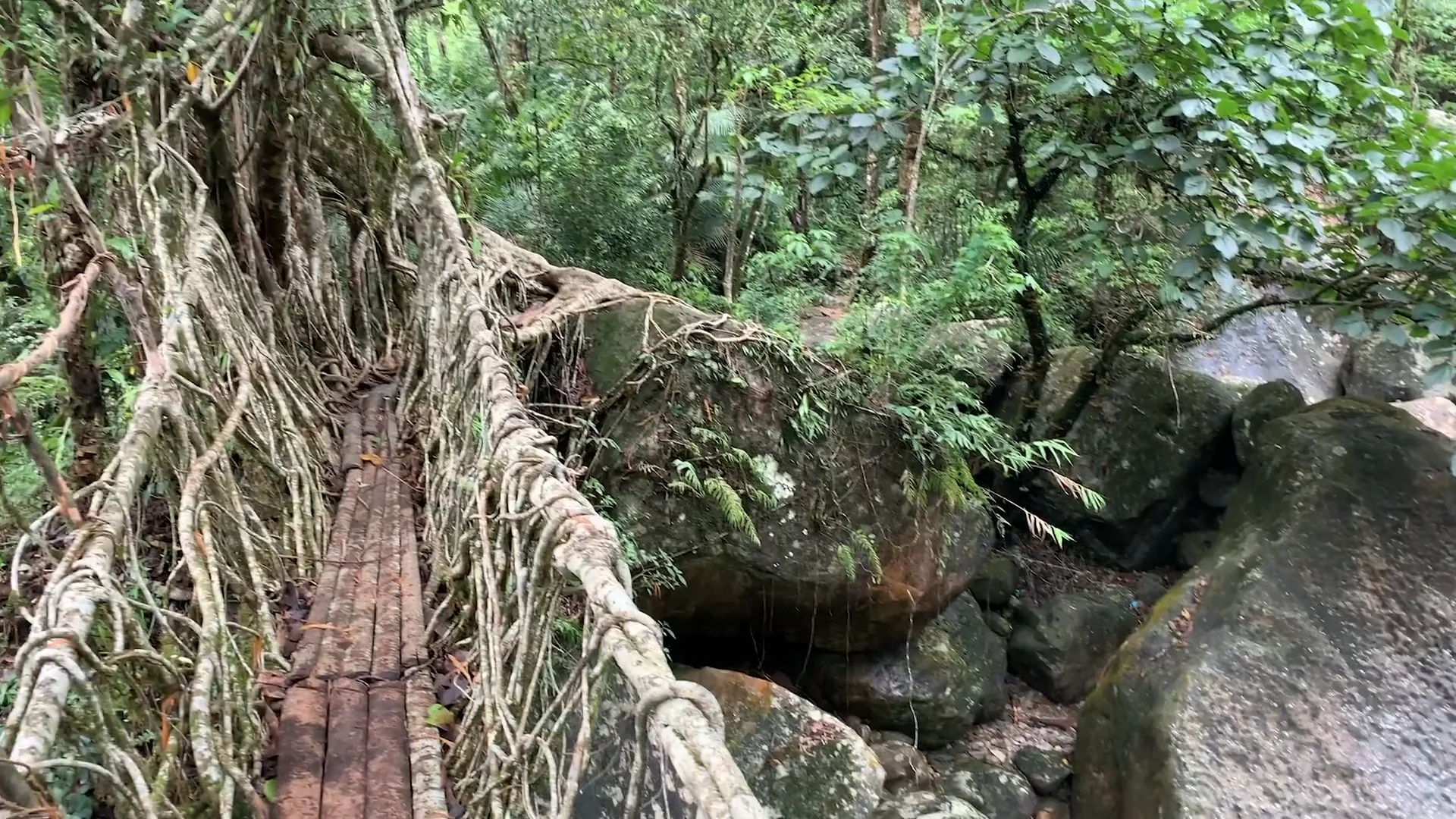 Living Root Tree Bridges, image size:1920x1080