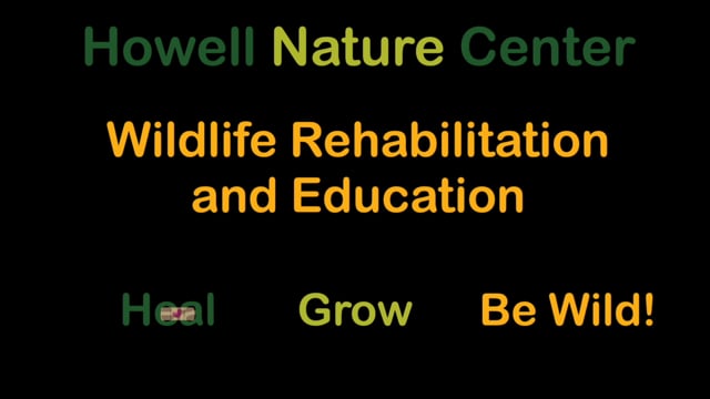 Howell Nature Center Wildlife Program