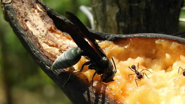 Variedad De La Naturaleza Insectos - Free video on Pixabay - Pixabay