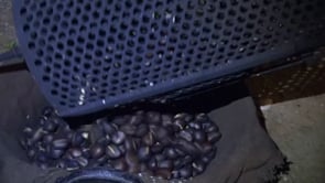 El CER tanca temporada de castanyes amb bones vendes