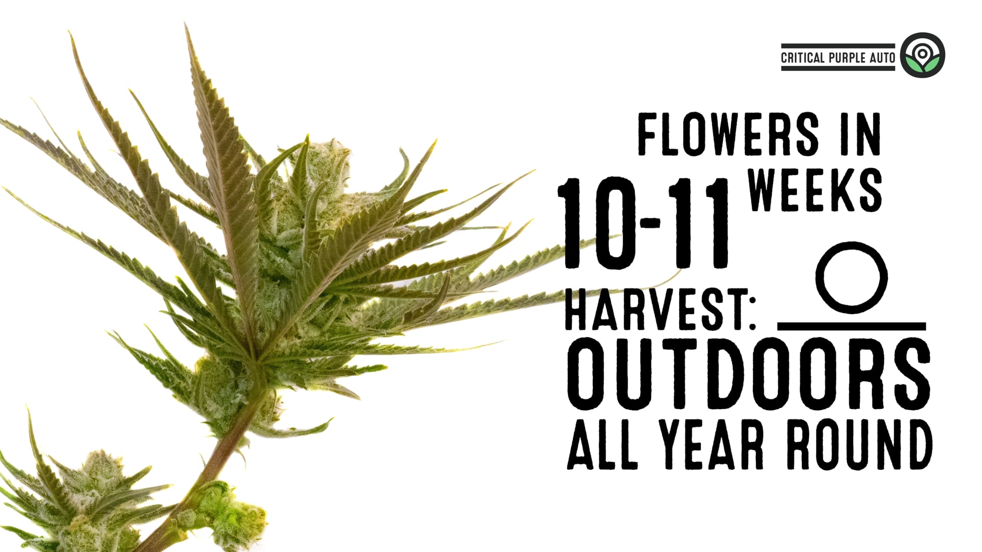 Critical Purple Autoflower Cannabis Seeds