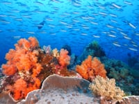 Coral Nature Needs Half