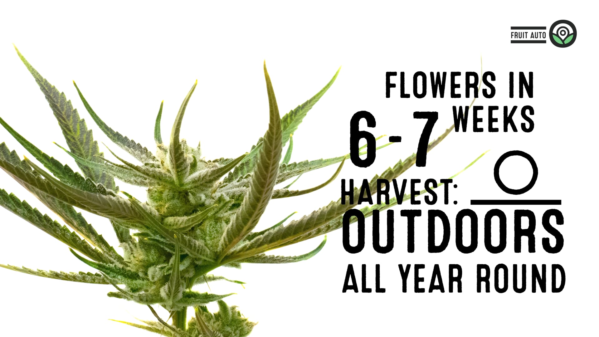 Fruit Autoflower Cannabis Seeds