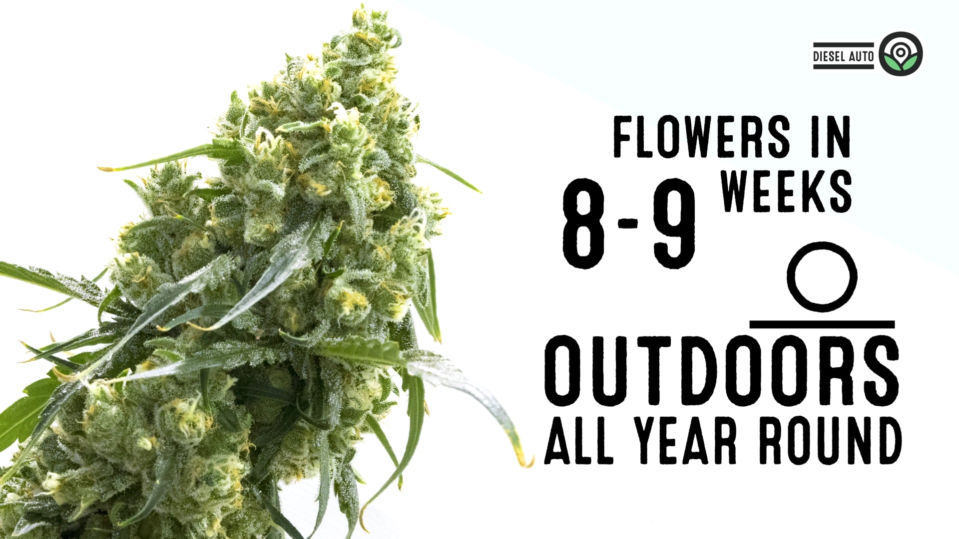 Diesel Autoflower Cannabis Seeds