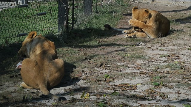 Zoo Animals Nature - Free video on Pixabay Zoo Animals Nature - Free video on Pixabay