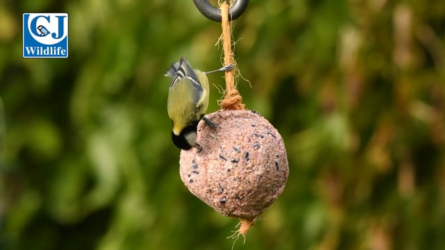 CJ Wildlife Giant Fat Ball on a Rope