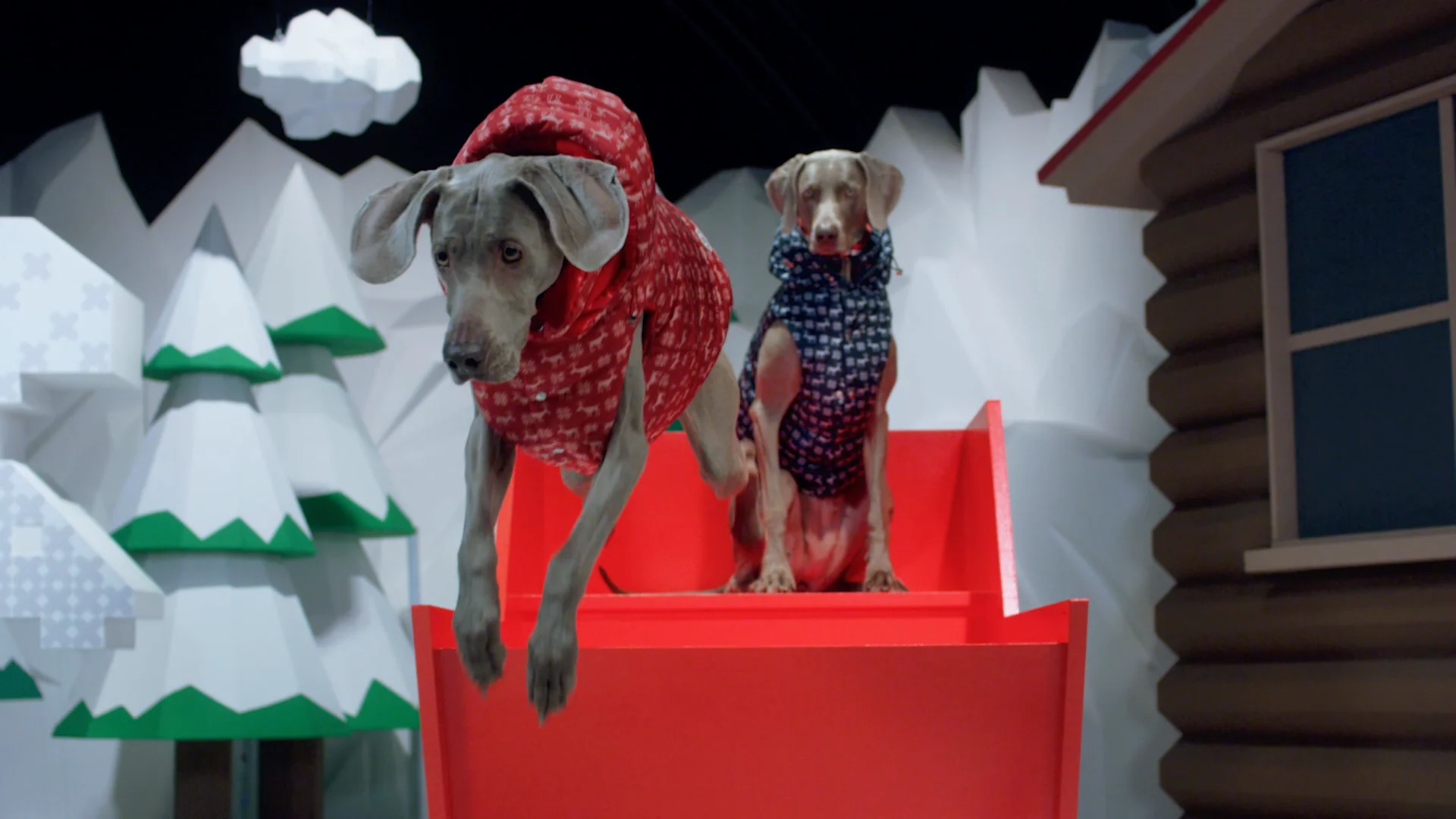 愛犬用のMONCLER。『MONCLER & POLDO DOG COUTURE』が発売