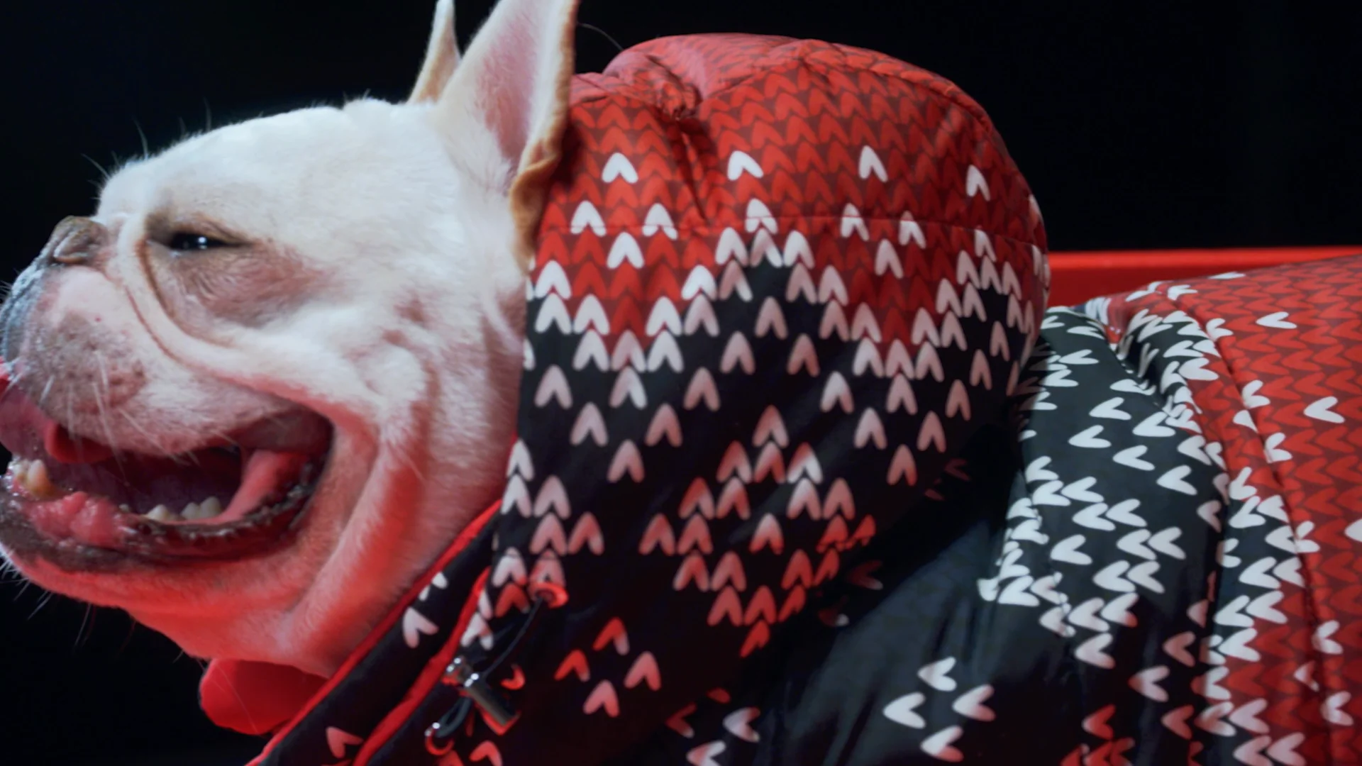 愛犬用のMONCLER。『MONCLER & POLDO DOG COUTURE』が発売