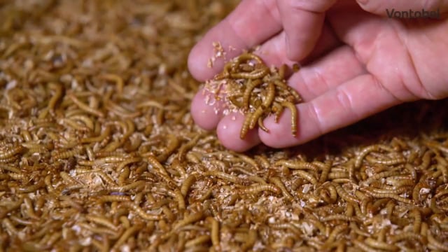 Vorschaubild: Insekten als Fleischersatz der Zukunft