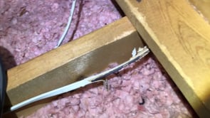 Thumbnail of video titled: Damaged to electrical wires in attic by squirrels