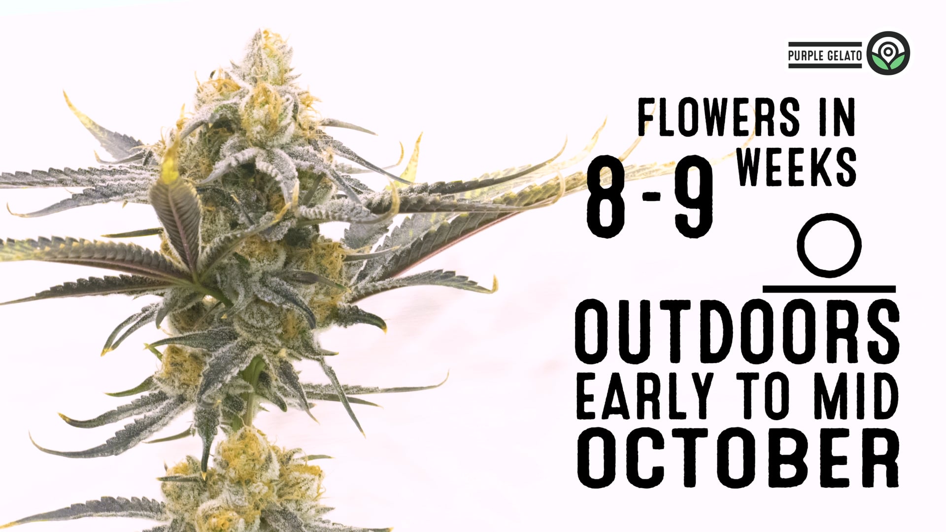 Purple Gelato Feminized Cannabis Seeds