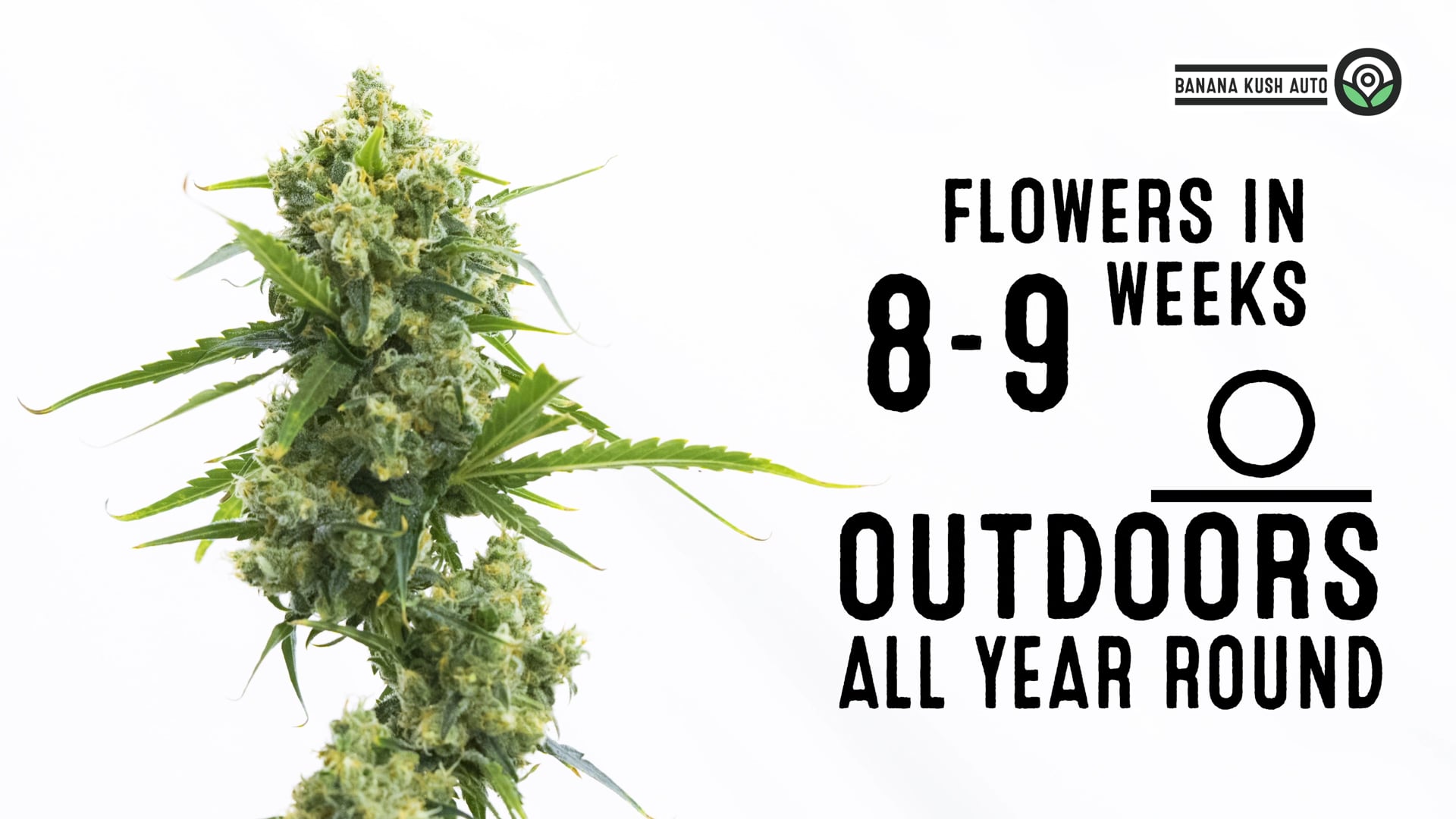 Banana Kush Autoflower Cannabis Seeds