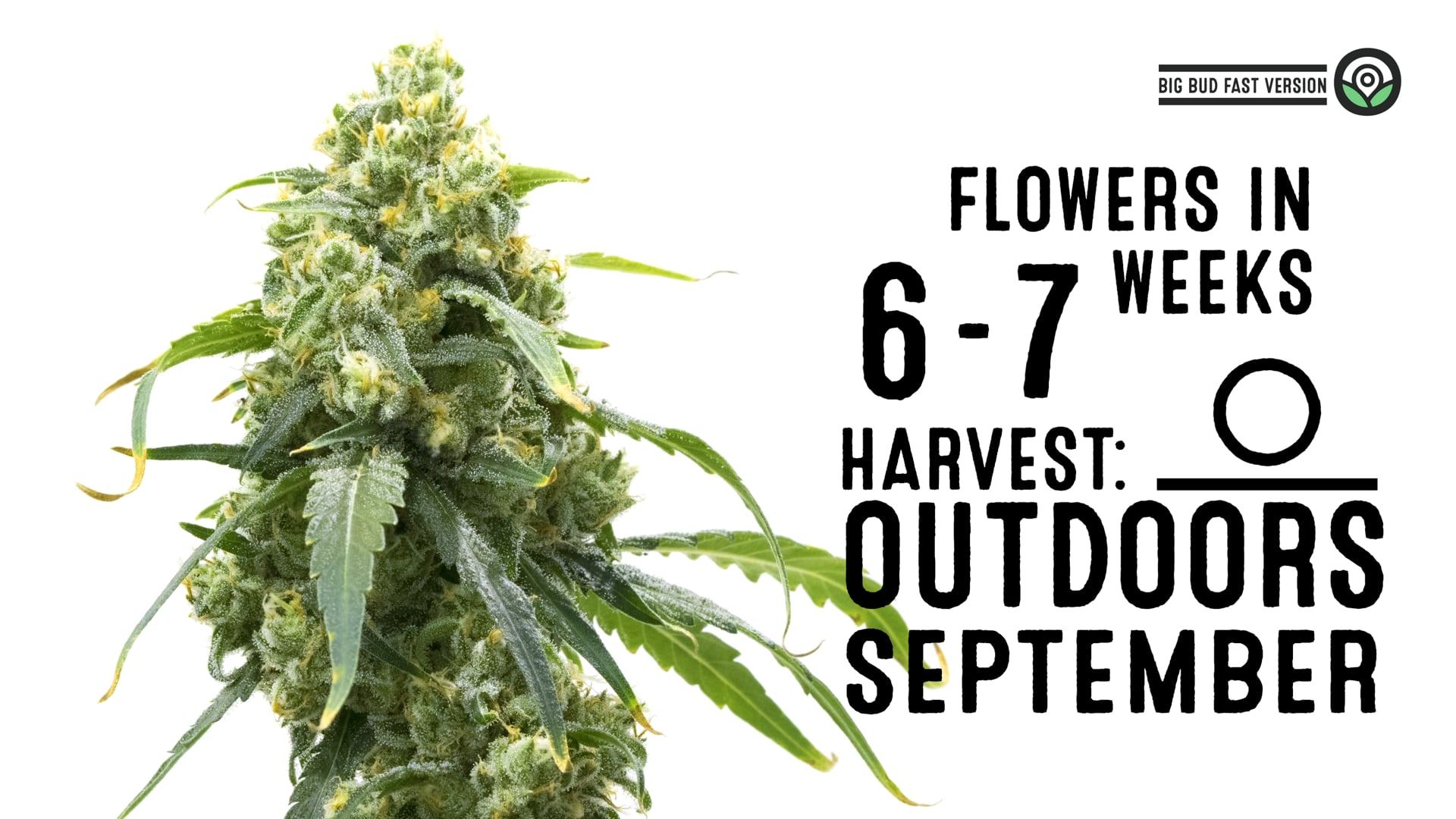 Big Bud Fast Version Cannabis Seeds