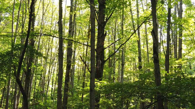 forest hd videos 1080p forest hd videos 1080p