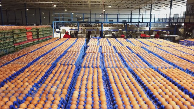 Spar. Rossgro Chickens