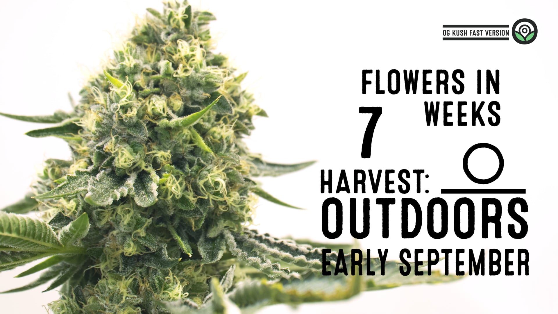 OG Kush Fast Version Cannabis Seeds