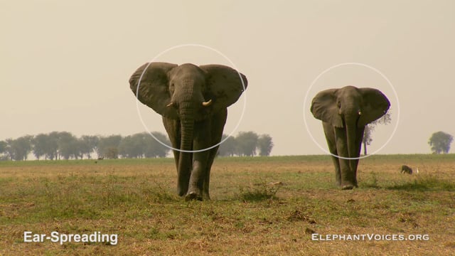 Ear-Spreading. Context: Attacking & Mobbing (1)
