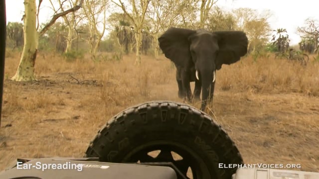 Ear-Spreading. Context: Attacking & Mobbing (2)