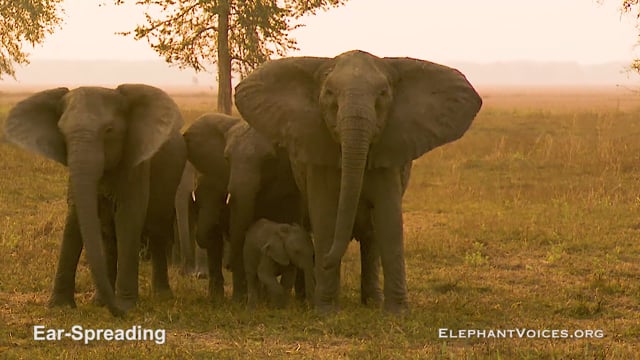 Ear-Spreading. Context: Attacking & Mobbing (3)