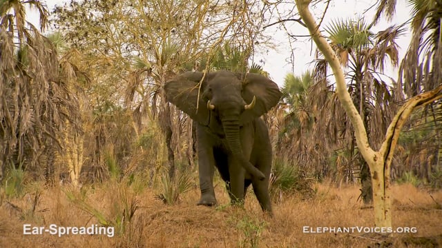 Ear-Spreading. Context: Conflict & Confrontation (9)