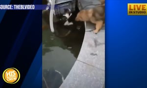 Heroic puppy dives in water to save drowning cat, carries her to safety