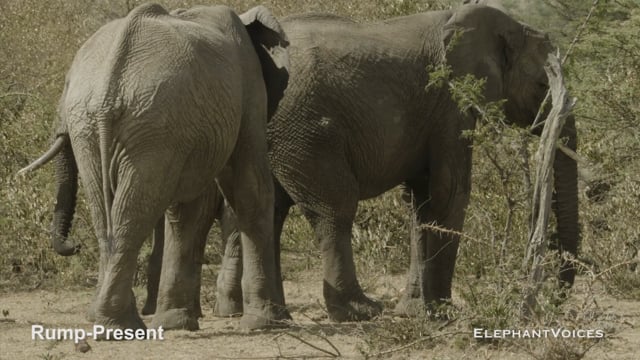 Rump-Present. Context: Advertisement & Attraction (1)
