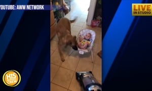 Dog protects baby from vacuum cleaner